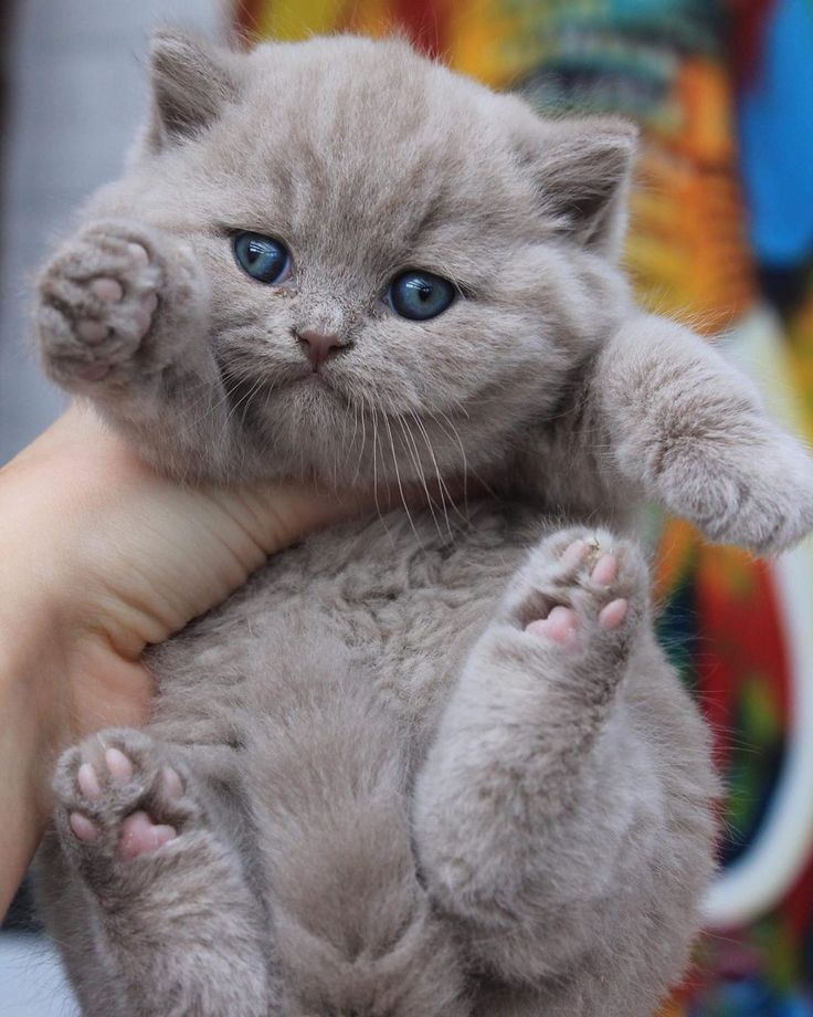 About british shorthair cats