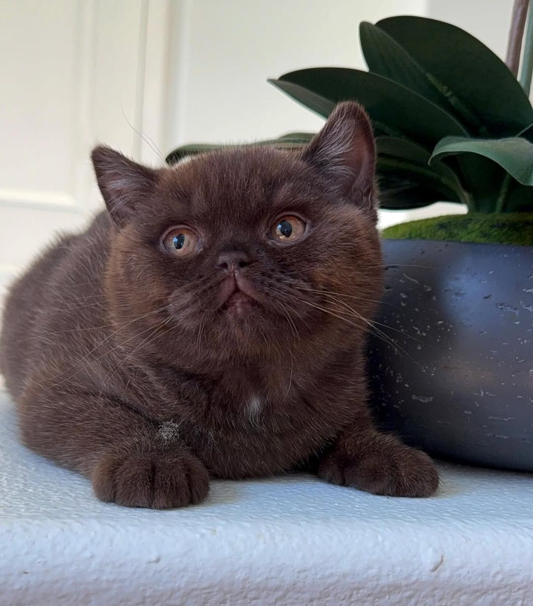 Shorthair kittens for adoption