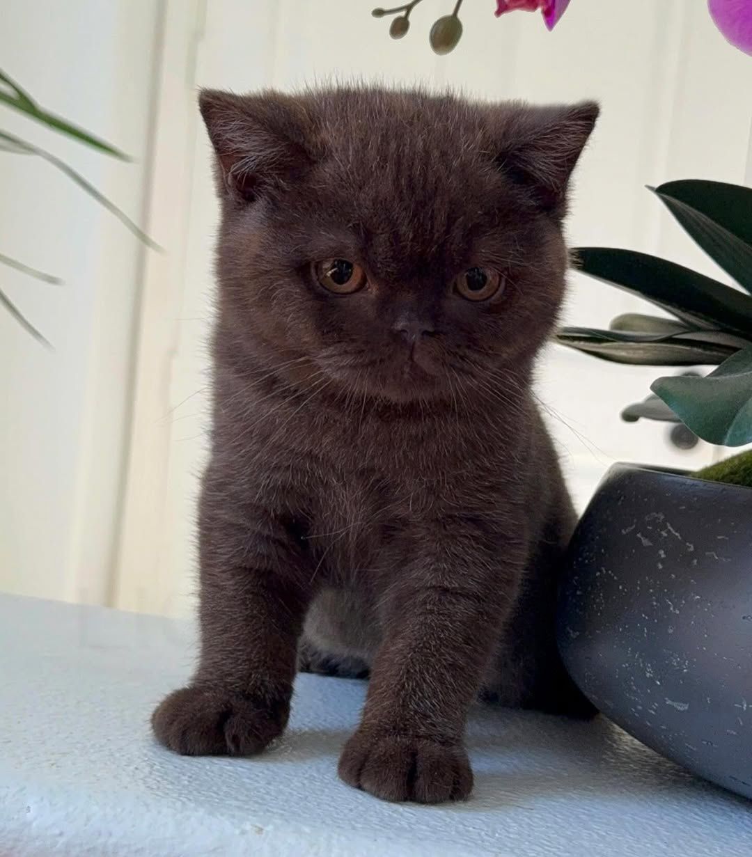 Shorthair kittens for adoption