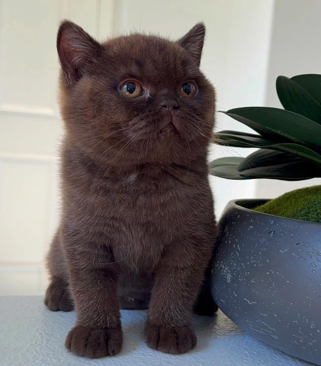 Betsy – British Shorthair Kitten for Sale Near Me | Available Now Meet Betsy, our charming British Shorthair kitten, now available near you! Betsy is 12 weeks old, TICA registered, and comes from a pedigree British Shorthair bloodline. With her plush coat, round face, and gentle, affectionate temperament, Betsy is the perfect companion for any home. Raised with love in a caring environment, Betsy is social, playful, and ready for her forever home. She is vaccinated, dewormed, vet-checked, and litter-trained, making her ideal for families, children, or first-time cat owners. Whether you’re searching for a British Shorthair kitten for sale near me, a British Blue Shorthair kitten, or a home-raised British Shorthair, Betsy is ready to bring joy and love to her new family. ✨ Key Details: Name: Betsy Breed: British Shorthair Age: 12 Weeks Gender: Female Registration: TICA Registered & Pedigree Certified Colour: Classic British Blue Health: Vaccinated, Dewormed, Vet-Checked Temperament: Calm, Affectionate, Playful Availability: Ready for Forever Home 💙 Explore more British Shorthair kittens for sale UK and adopt Betsy today at https://shorthairkittensforsale.com/ to bring home a loving companion.