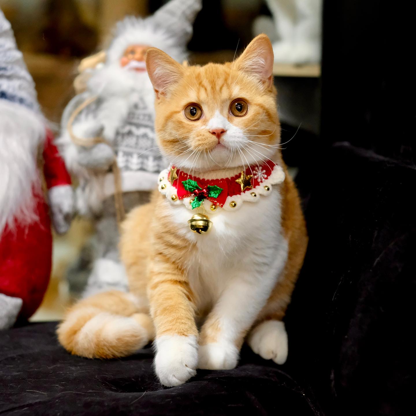 British Shorthair Kitten Available