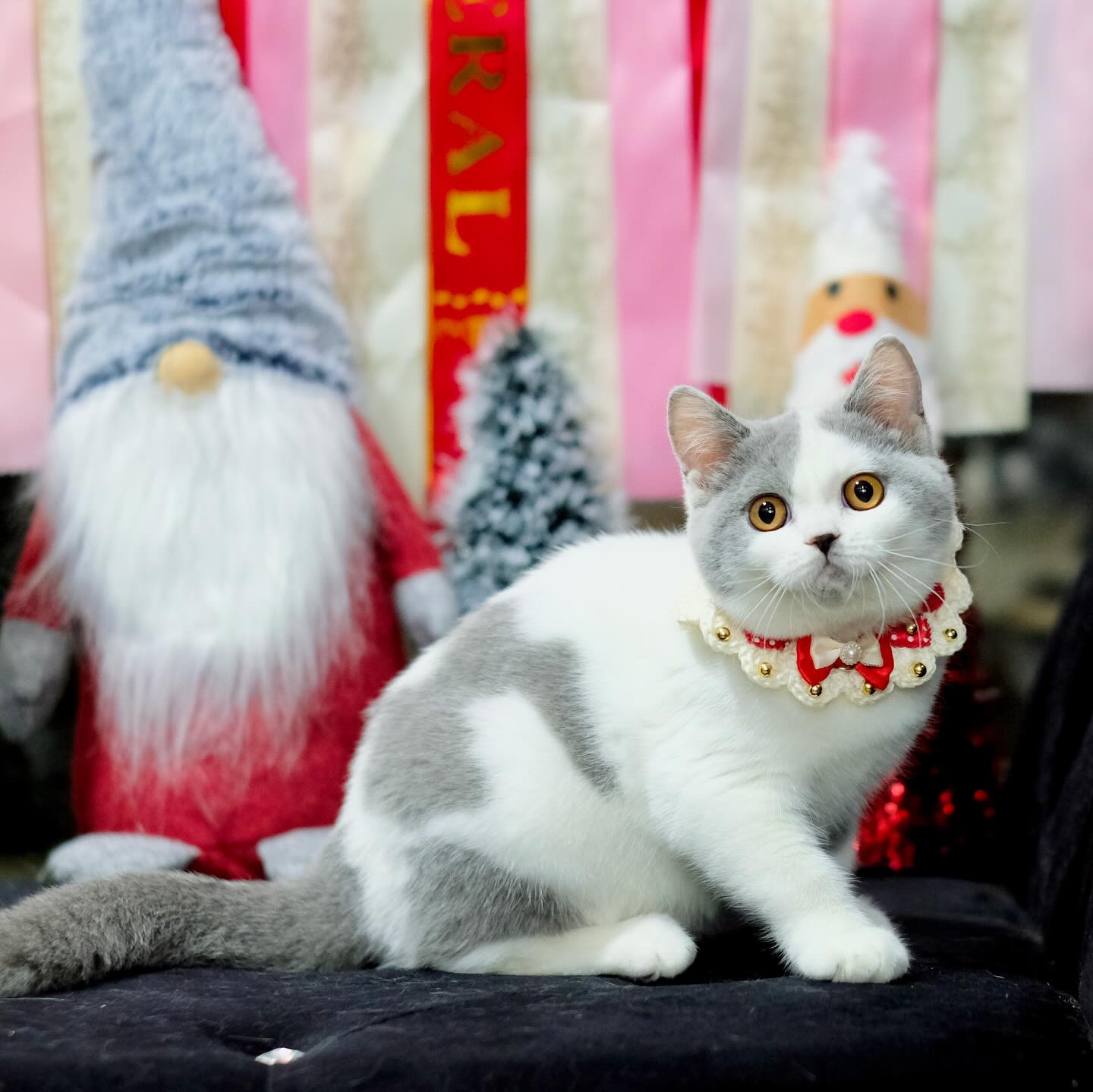 Shorthair breeders near me