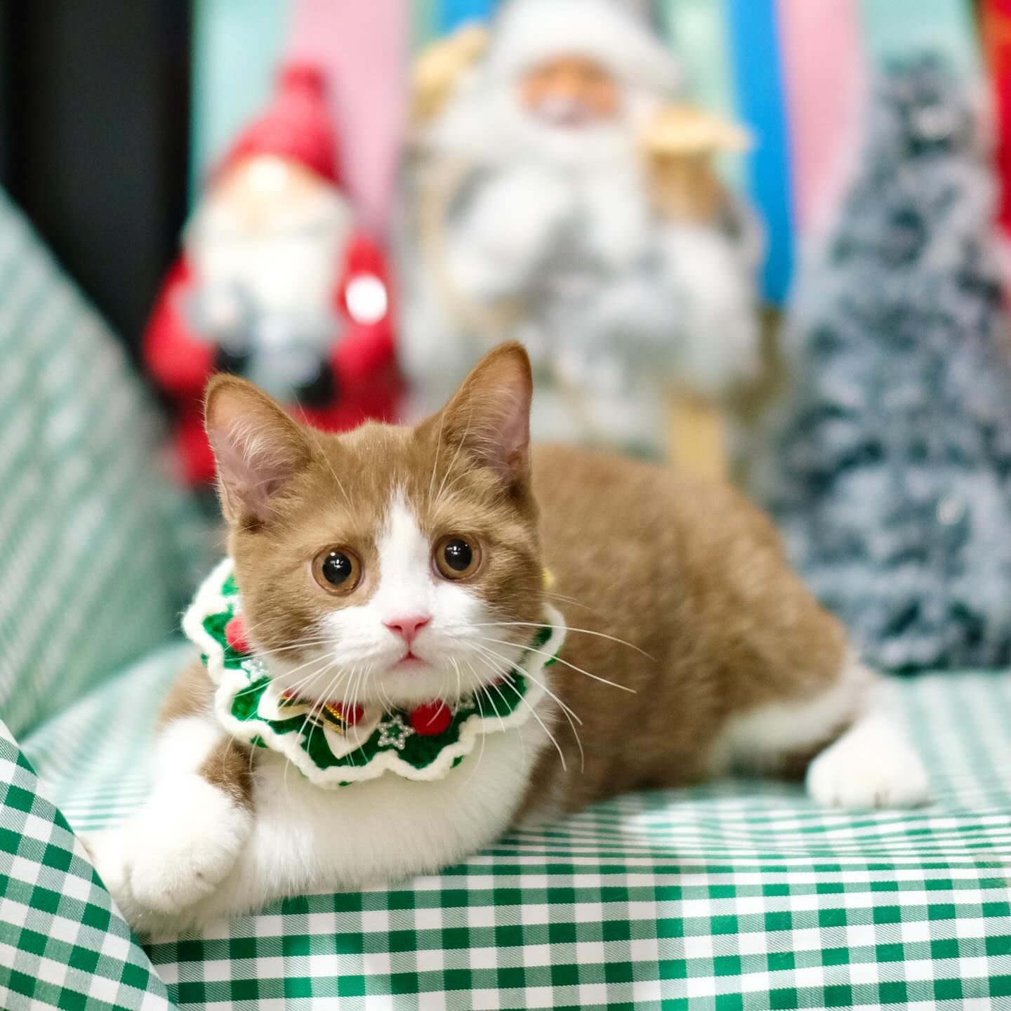 British Shorthair kitty weigh