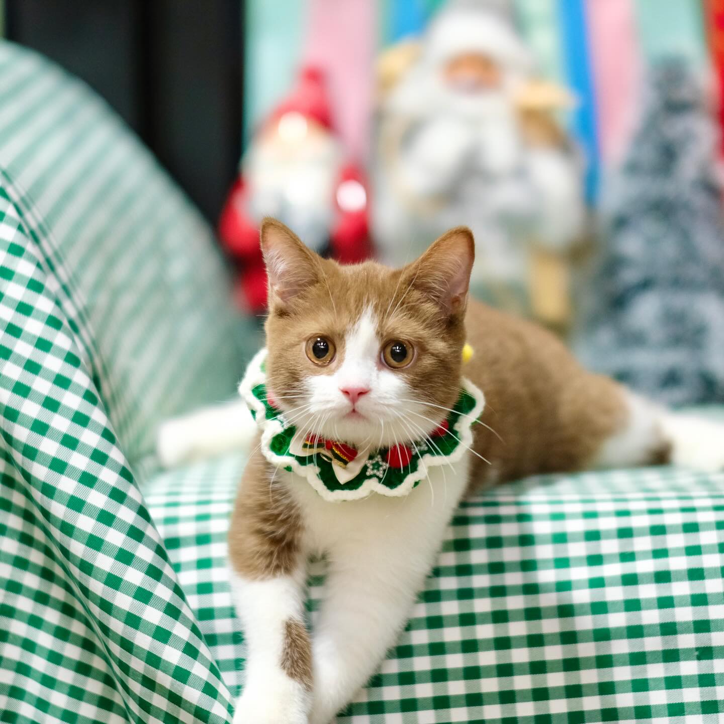 British Shorthair kitty weigh
