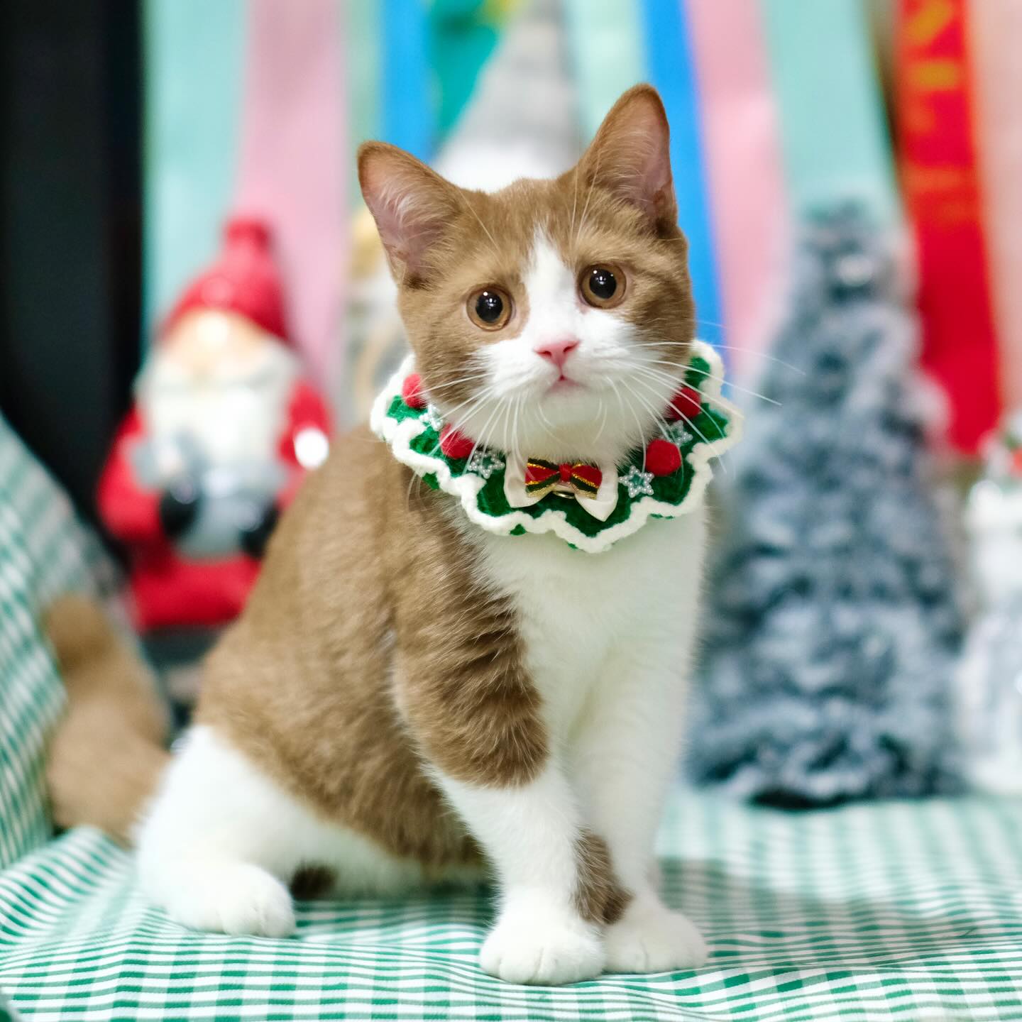 British Shorthair kitty weigh