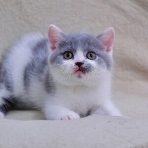 kitten for sale near me