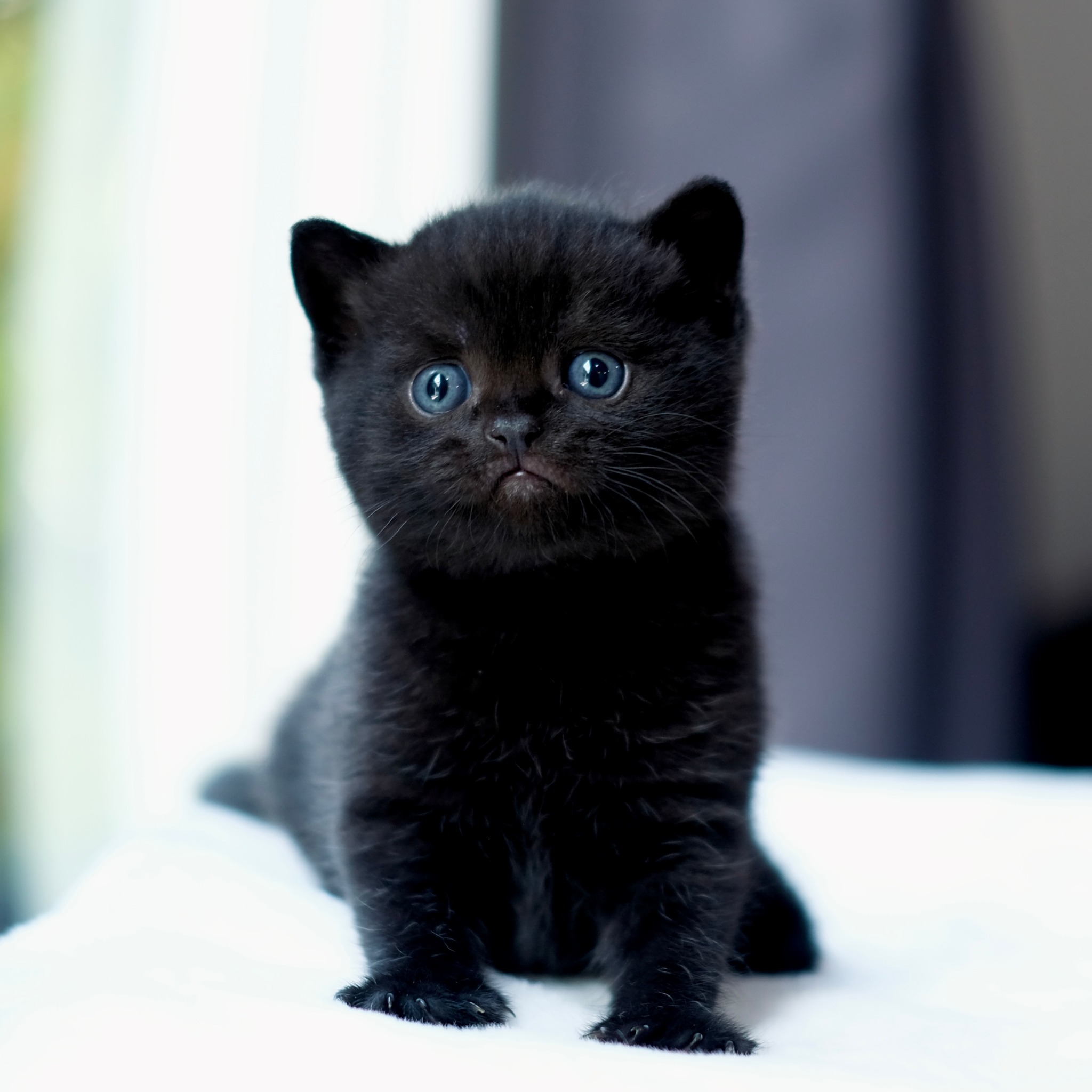 British shorthair cat near me