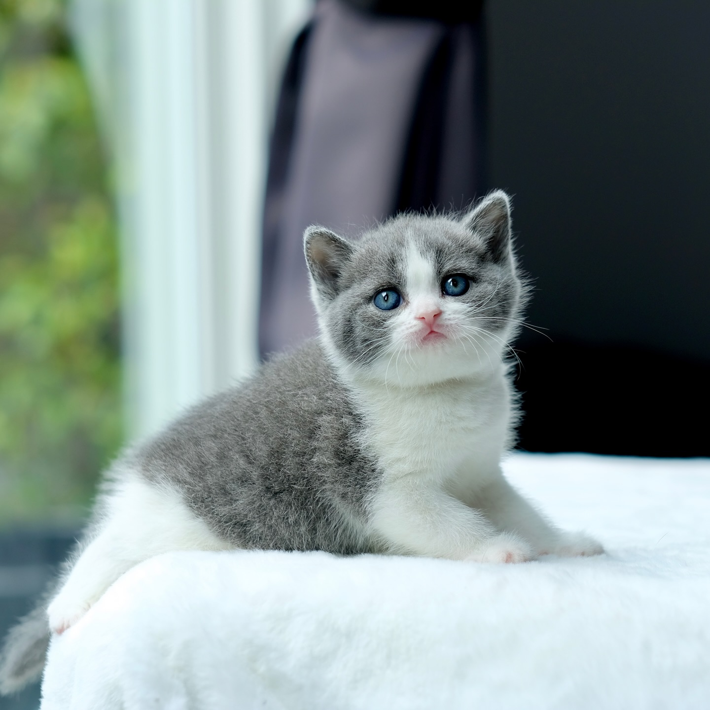 British Shorthair kitten for sale - Image 2