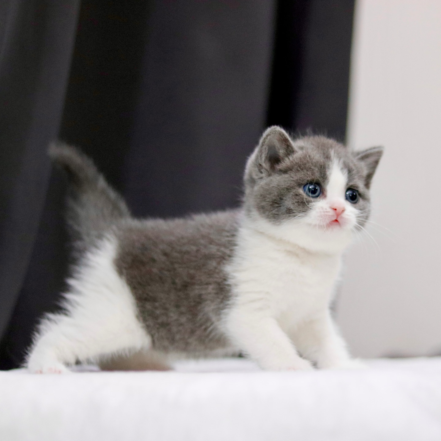 British Shorthair kitten for sale - Image 3