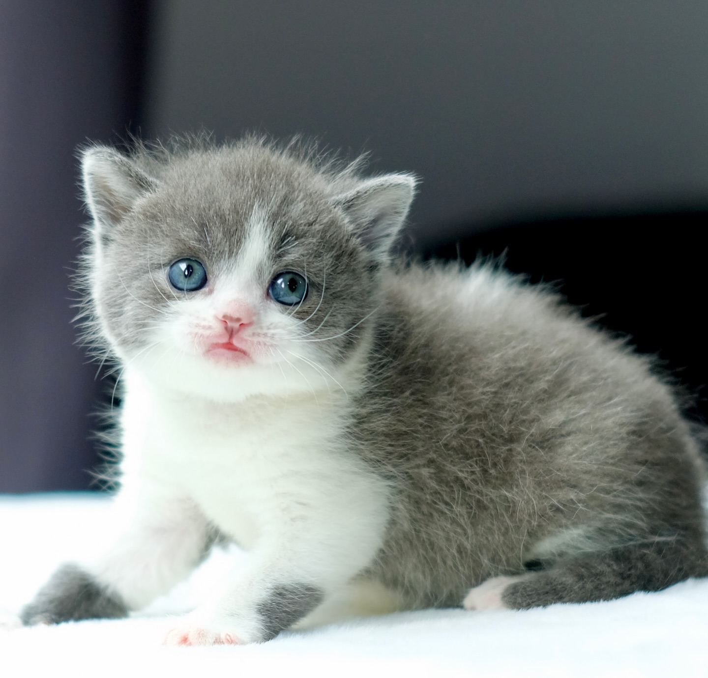 British Shorthair kitten for sale