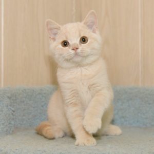 Purebred British Shorthair kittens