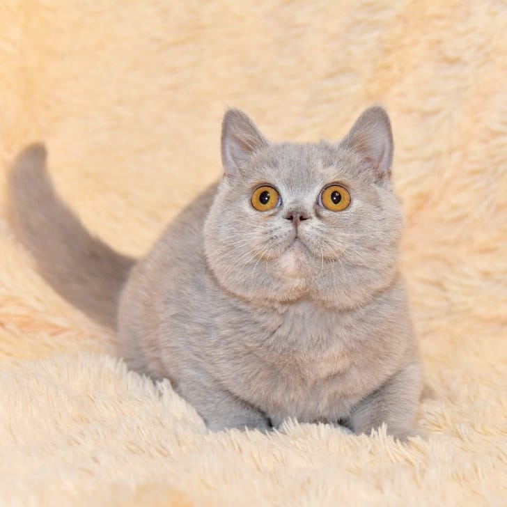 Meet Alfie, our charming 12-week-old male British Shorthair kitten with a plush blue coat and a gentle heart. Heβs playful yet calm, loves cuddles, and is confident around children and other pets. π Vet-checked, vaccinated, wormed, flea-treated, and microchipped. πΌ Fully litter trained and eating solid food. π Registered with GCCF or TICA. π‘ Raised indoors with care and love. Includes starter food, comfort blanket with mumβs scent, vaccination booklet & care guide. π The perfect mix of fluff, affection, and loyalty β Alfie is ready for his forever home