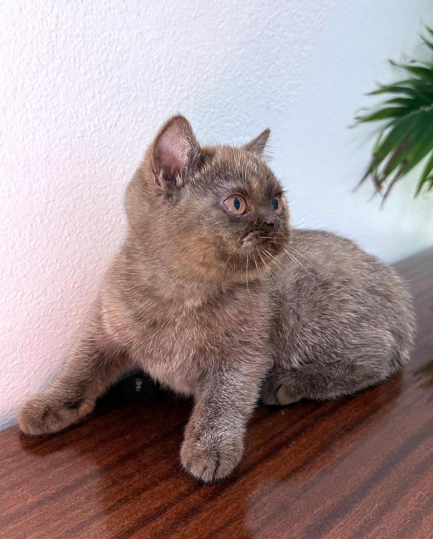 British Shorthair Near Me