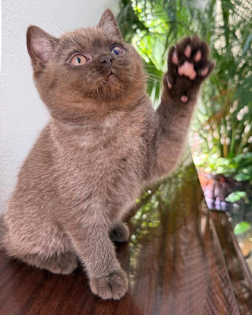 British Shorthair Near Me - Image 4