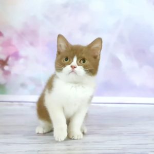 British Shorthair breeders near me