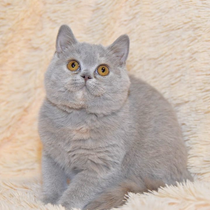 🐾 Charlie – British Shorthair Kitten for Sale Near Me | Ready Now Introducing Charlie, our handsome British Shorthair kitten, now available near you! Charlie is 12 weeks old, TICA registered, and comes from a pedigree British Shorthair bloodline known for its plush coat, gentle nature, and classic British Blue charm. Raised with care and love in a family home, Charlie is affectionate, playful, and ready for his forever home. He’s vaccinated, dewormed, vet-checked, and litter-trained, making him the perfect choice for families, singles, or first-time cat owners. If you’re searching for a British Shorthair kitten for sale near me, or a British Blue Shorthair cat with papers, Charlie is the ideal companion — calm, cuddly, and irresistibly adorable. ✨ Key Details: Name: Charlie Breed: British Shorthair Age: 12 Weeks Gender: Male Registration: TICA Registered & Pedigree Certified Colour: British Blue Health: Vaccinated, Dewormed, Vet-Checked Temperament: Calm, Affectionate, Playful Availability: Ready for Forever Home 💙 Find Charlie and other British Shorthair kittens for sale UK today at https://shorthairkittensforsale.com/ and bring home a loving, loyal companion.