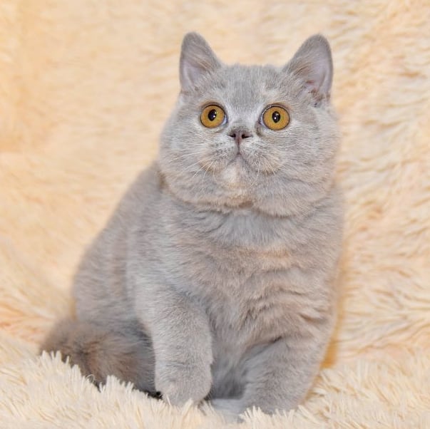 🐾 Charlie – British Shorthair Kitten for Sale Near Me | Ready Now Introducing Charlie, our handsome British Shorthair kitten, now available near you! Charlie is 12 weeks old, TICA registered, and comes from a pedigree British Shorthair bloodline known for its plush coat, gentle nature, and classic British Blue charm. Raised with care and love in a family home, Charlie is affectionate, playful, and ready for his forever home. He’s vaccinated, dewormed, vet-checked, and litter-trained, making him the perfect choice for families, singles, or first-time cat owners. If you’re searching for a British Shorthair kitten for sale near me, or a British Blue Shorthair cat with papers, Charlie is the ideal companion — calm, cuddly, and irresistibly adorable. ✨ Key Details: Name: Charlie Breed: British Shorthair Age: 12 Weeks Gender: Male Registration: TICA Registered & Pedigree Certified Colour: British Blue Health: Vaccinated, Dewormed, Vet-Checked Temperament: Calm, Affectionate, Playful Availability: Ready for Forever Home 💙 Find Charlie and other British Shorthair kittens for sale UK today at https://shorthairkittensforsale.com/ and bring home a loving, loyal companion.