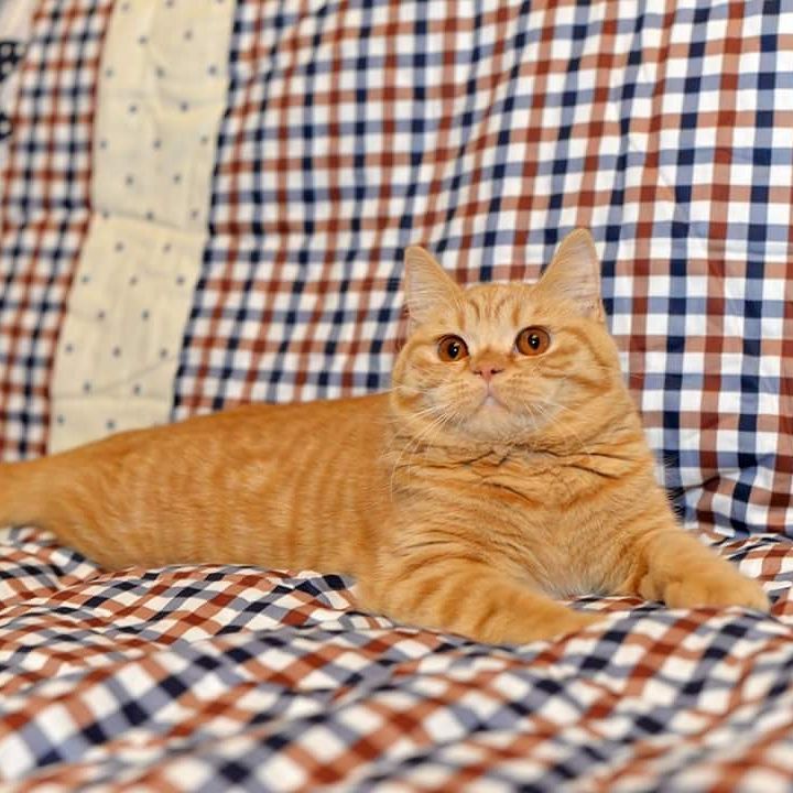 British Shorthair kitten breeder UK