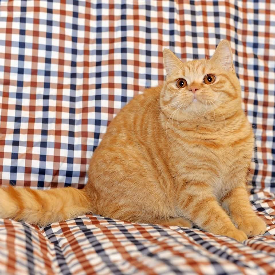 British Shorthair Kitten