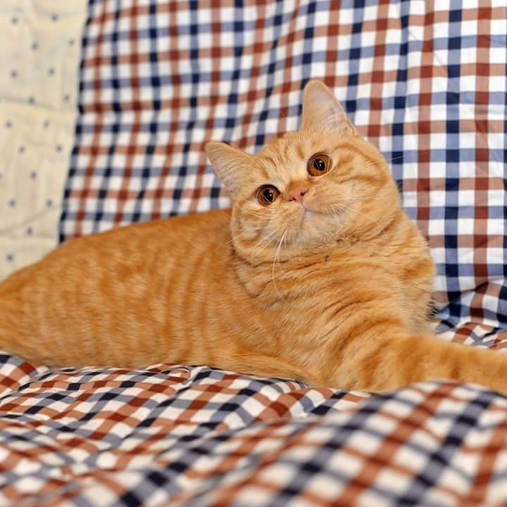 Charlie - British Shorthair Kitten - Image 3