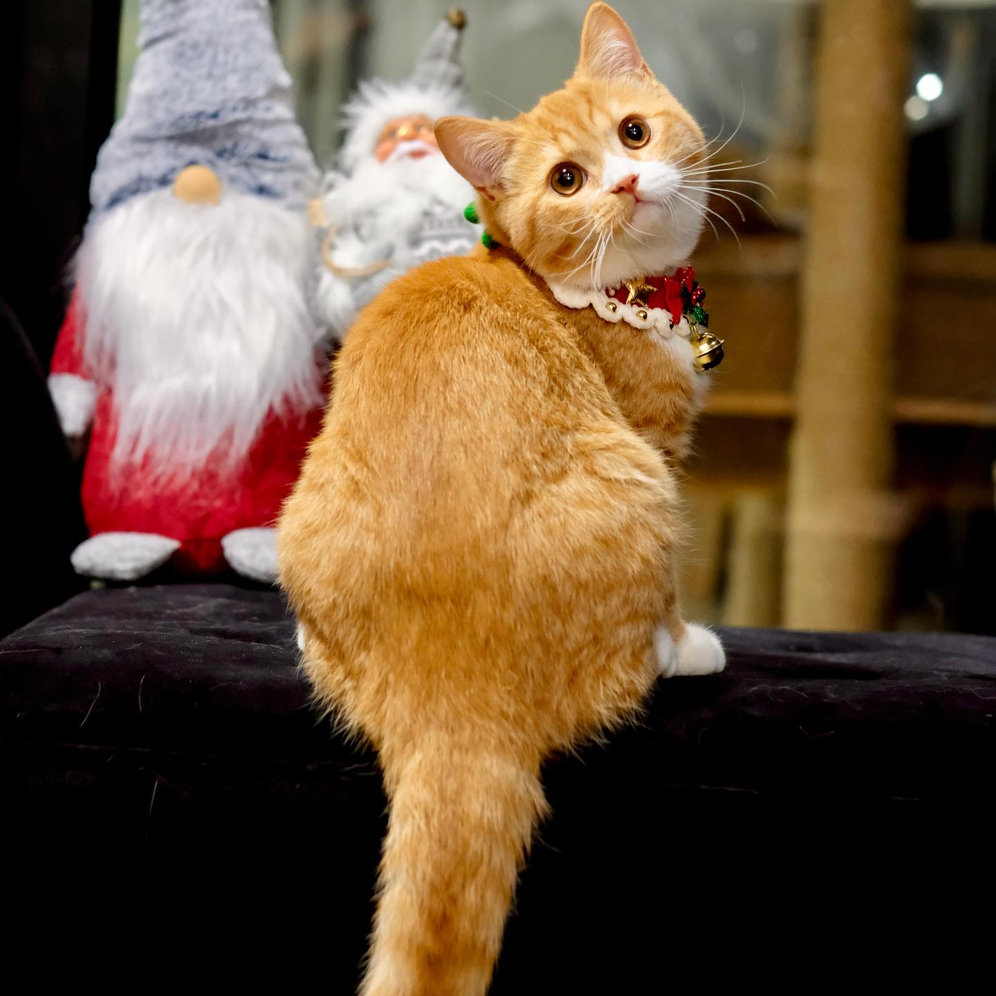 British Shorthair kittens available