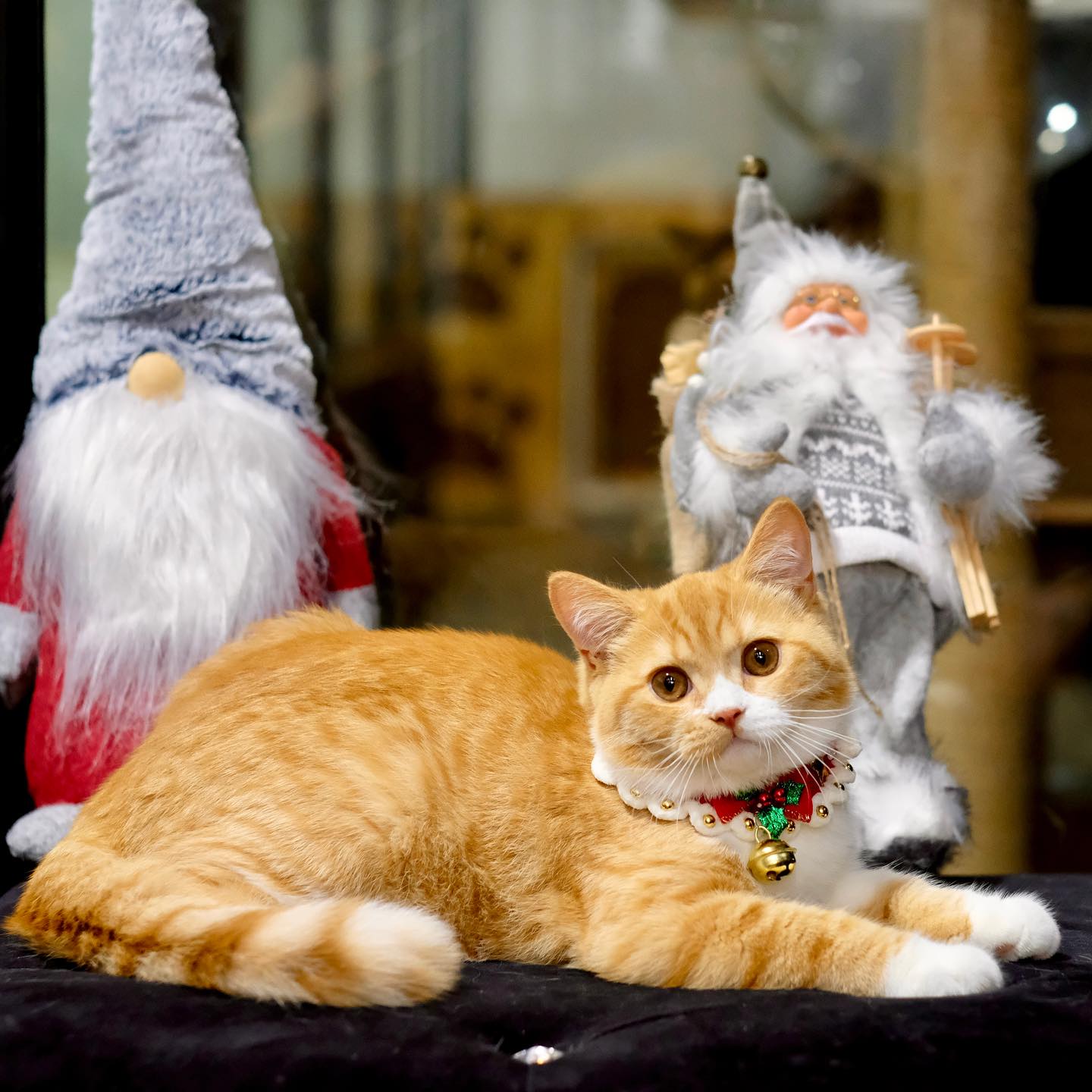 British Shorthair kittens available