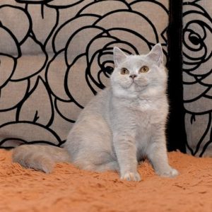 shorthair kitten for adoption