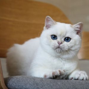 Female British Shorthair Kitten