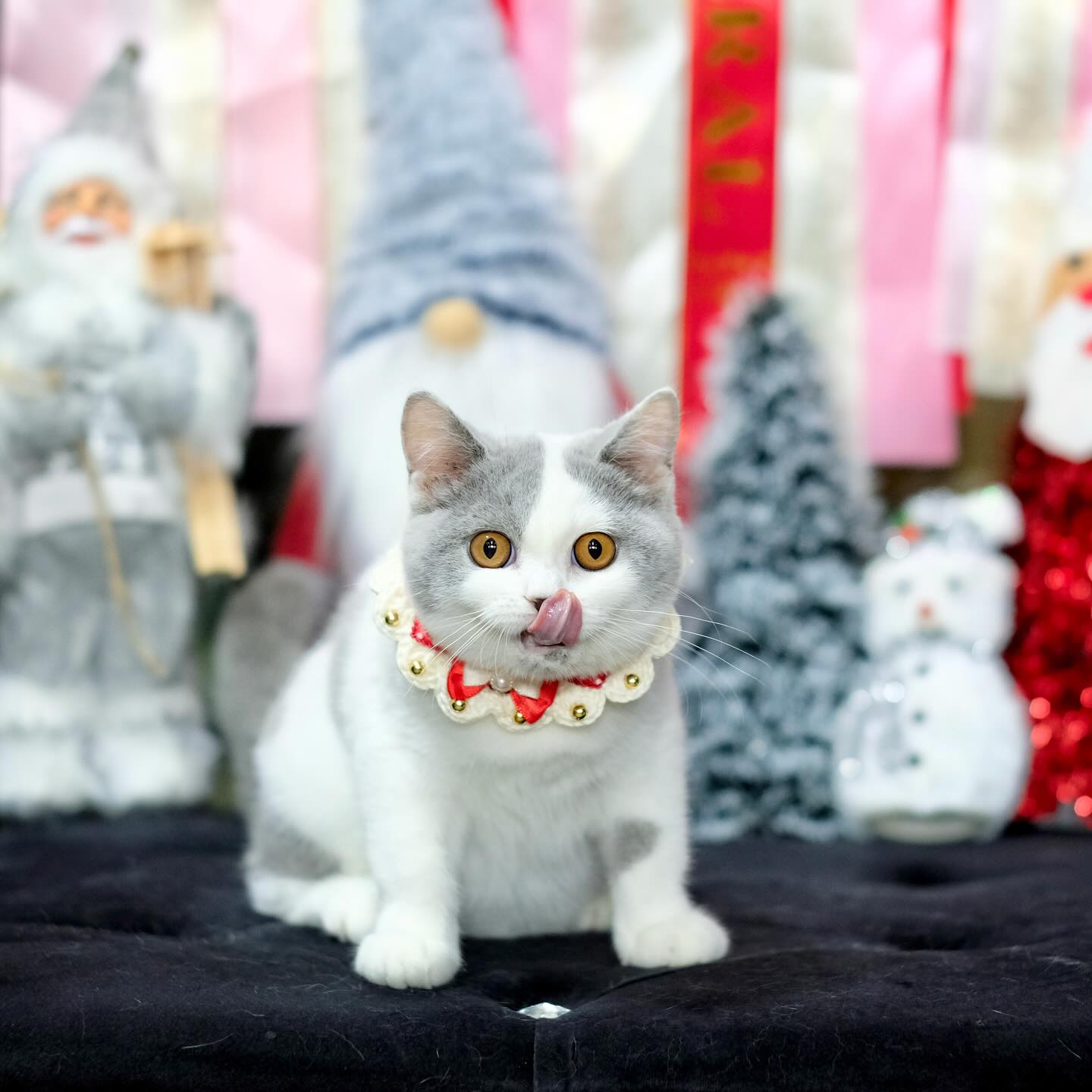 Shorthair breeders near me - Image 3