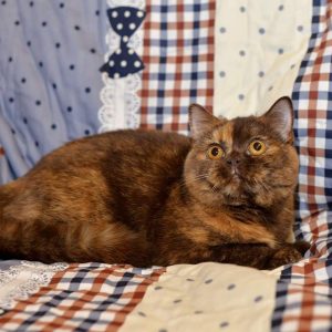 TICA registered British Shorthair kittens