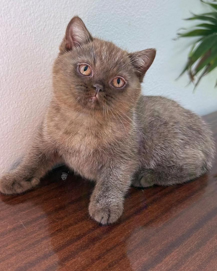 british shorthair near me