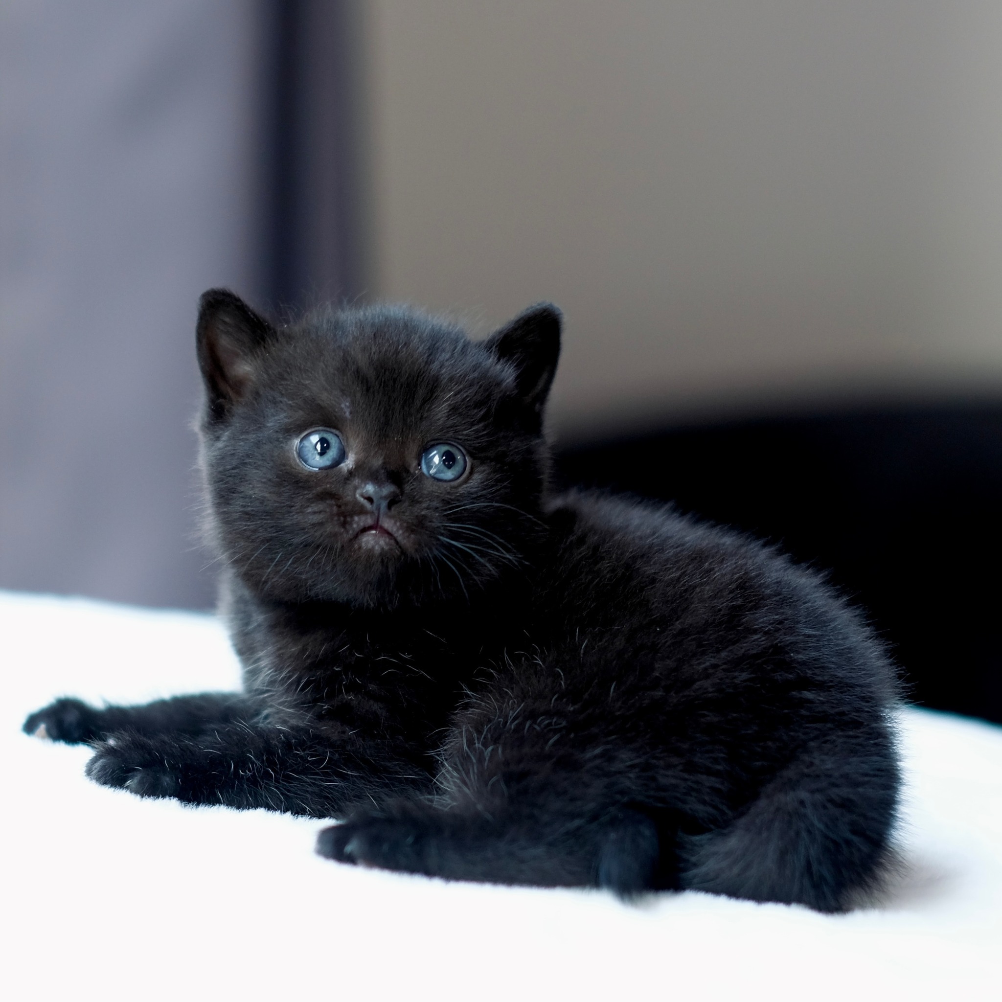 Millie – British Shorthair Kitten Millie is a sweet 12-week-old female British Shorthair with bright eyes and a plush coat. She’s gentle, social, and loves being held. 💉 Vet-checked & vaccinated, wormed, flea-treated, and microchipped. 🍼 Litter trained, eating solid food confidently. 🏡 Raised indoors with children & pets. 📜 Registered (GCCF or TICA). Millie’s calm, affectionate nature makes her an ideal companion for any home.