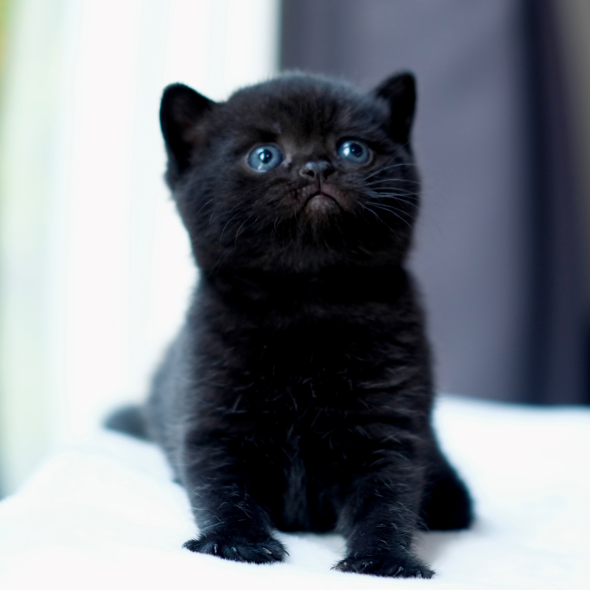 Millie – British Shorthair Kitten Millie is a sweet 12-week-old female British Shorthair with bright eyes and a plush coat. She’s gentle, social, and loves being held. 💉 Vet-checked & vaccinated, wormed, flea-treated, and microchipped. 🍼 Litter trained, eating solid food confidently. 🏡 Raised indoors with children & pets. 📜 Registered (GCCF or TICA). Millie’s calm, affectionate nature makes her an ideal companion for any home.
