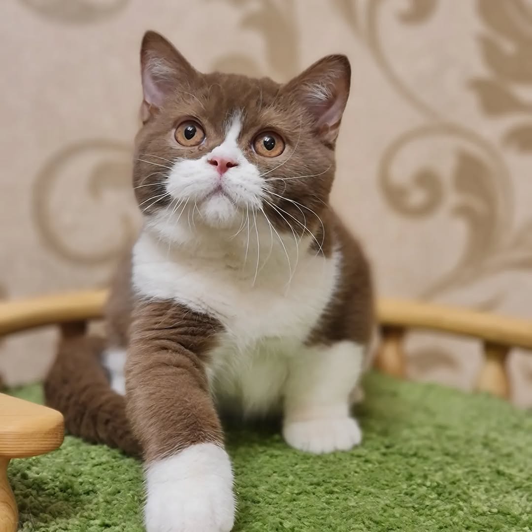 British Shorthair Cat For Sale