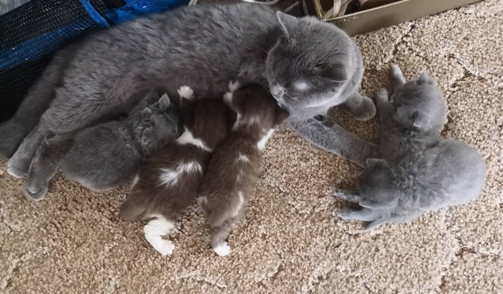 At ShorthairKittensForSale.com , all our British Shorthair kittens for sale are TICA registered, ensuring that every kitten comes from a verified and ethical British Shorthair cattery. The International Cat Association (TICA) registration confirms your kitten’s pedigree lineage, health background, and breeding authenticity.