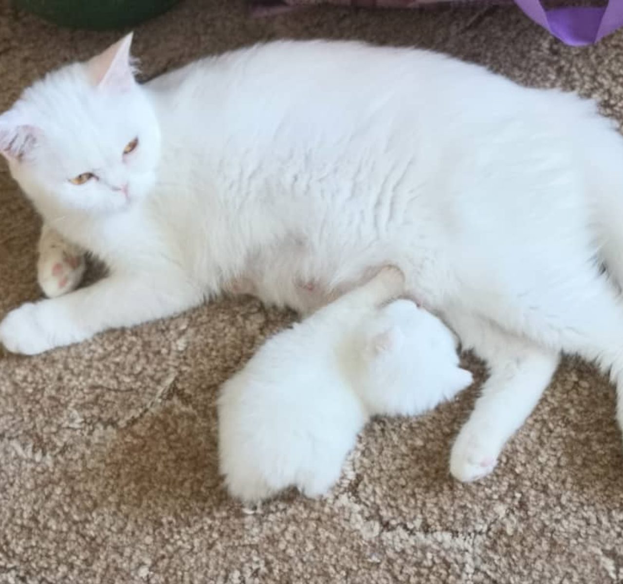 Welcome to Shorthair Kittens for Sale , your trusted source for Pedigree British Shorthair kittens available across the UK, Canada, USA, Australia, and Dubai. Our stunning TICA-registered British Shorthair kittens are lovingly raised in a home environment, ensuring each kitten is well-socialized, healthy, and ready to join their forever family.