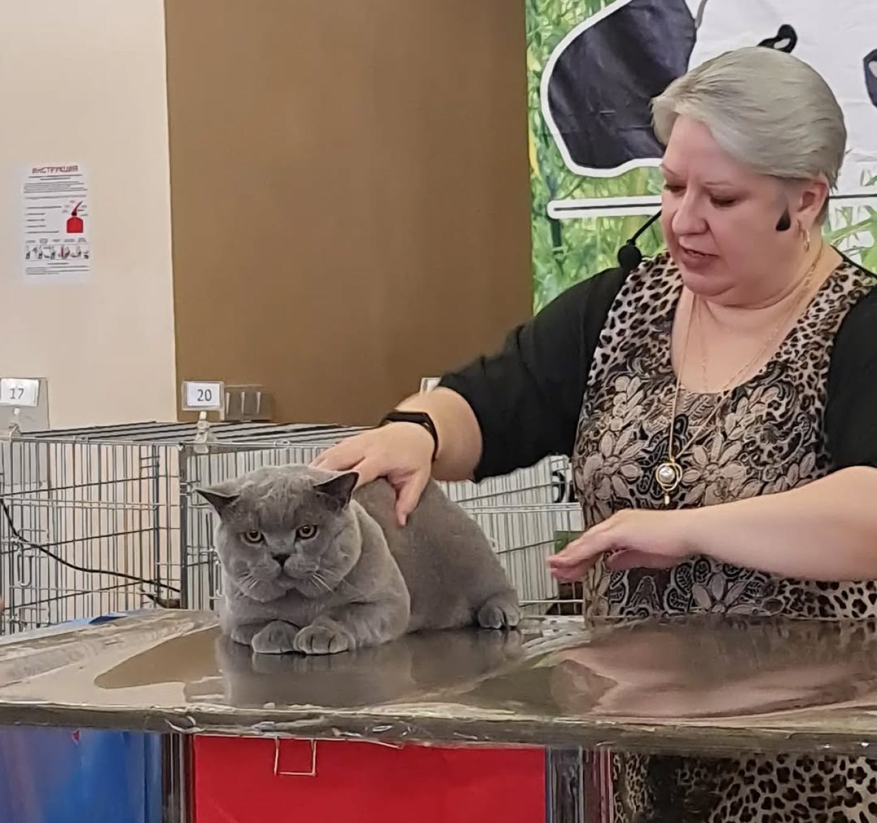 Pedigree British Shorthair kittens