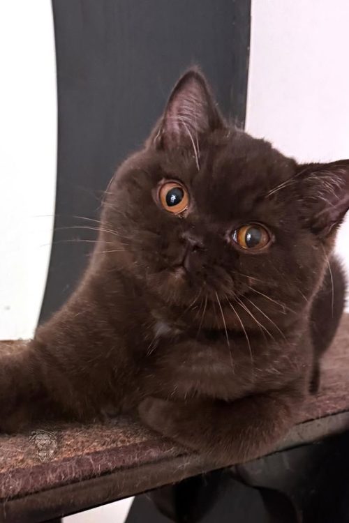 WhatsApp Image 2025-09-24 at 13.31.32 (1)