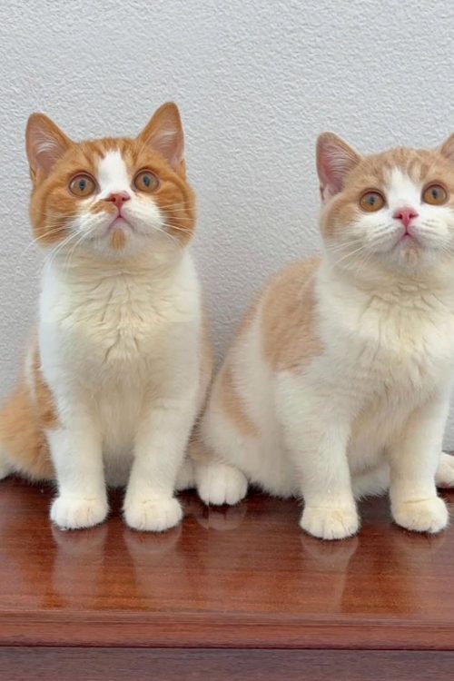 WhatsApp Image 2025-09-24 at 13.44.03