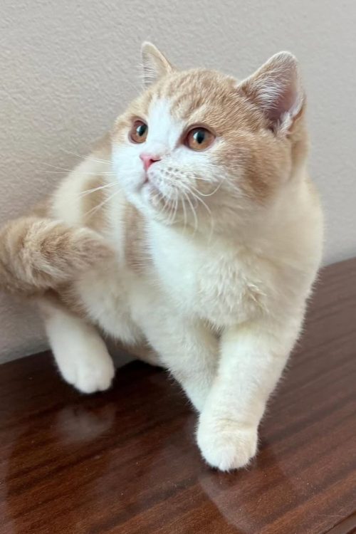 WhatsApp Image 2025-09-24 at 13.44.31