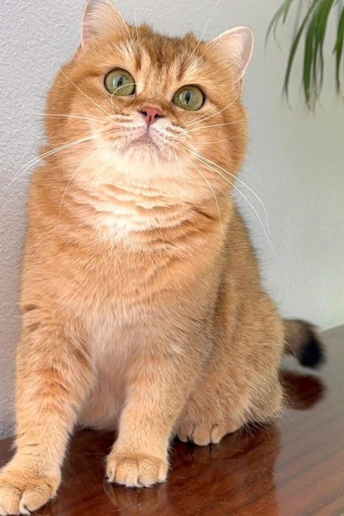 WhatsApp Image 2025-09-25 at 14.16.39