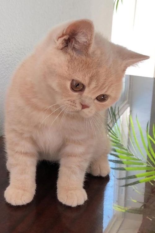 WhatsApp Image 2025-09-25 at 14.23.48 (1)