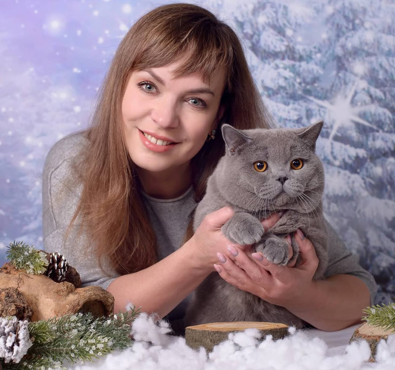 British Shorthair kittens for sale