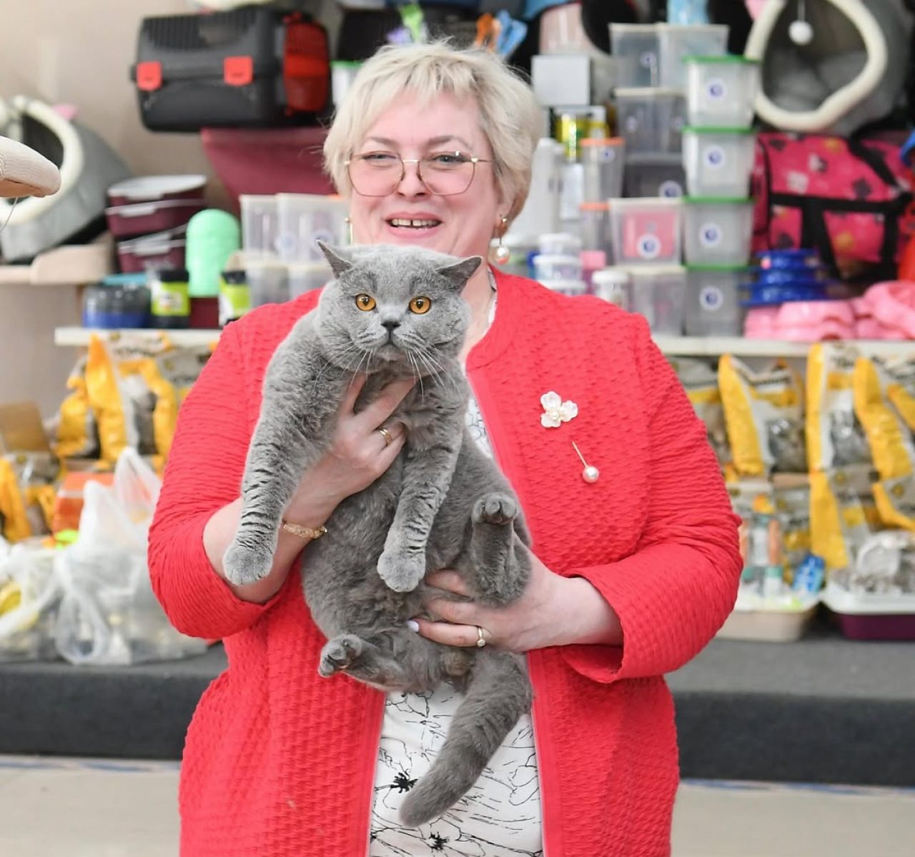 TICA Registered British Shorthair Kittens for Sale UK – Pedigree, Calm & Family-Raised Looking for British Shorthair kittens for sale UK or wondering “Where can I find a British Shorthair kitten for sale near me?” — welcome to ShorthairKittensForSale.com , your trusted source for Pedigree British Shorthair kittens and British Blue Shorthair kittens. We specialize in breeding TICA registered British Shorthair cats that are raised in loving homes — never in cages. Our kittens are healthy, affectionate, and ready to join their forever families. Each one comes with registration papers, vaccination records, and a full health guarantee.